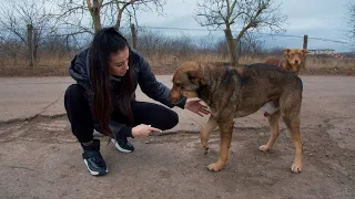 Stray Dog Breaks Down to Tears Showing me His Broken Leg and Asking for Help