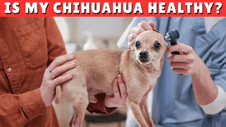 How Can I Tell if My Chihuahua Dog is Healthy?