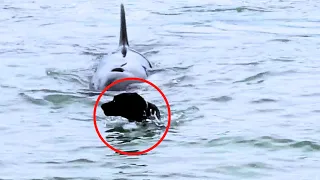 10 Orca Encounters That'll Brighten Your Day