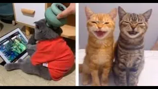 Best Funny Animals Video 😍 Funniest Dogs and Cats 😻🐶 Try Not To laugh One Hour Full Fun💯