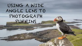 Using the WIDE ANGLE lens for WILDLIFE PHOTOGRAPHY and PUFFINS IN FLIGHT.