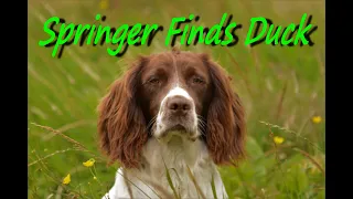 Springer Spaniel retrieves duck..