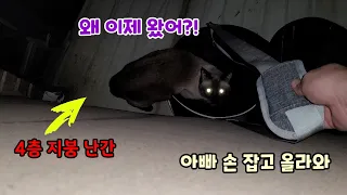 옥상 난간에 떨어져서 7시간동안 아빠만 기다린 고양이.How to find a lost cat [고양이탐정]