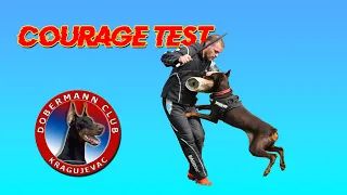 Courage test  on Kragujevac  Dobermann Sieger 2024