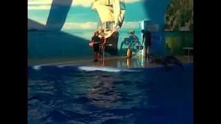 Шоу  дельфинов.Анапа 2012.(the dolphin show)