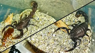 Кормление и рост толстохвостого скорпиона (Androctonus crassicauda) / Scorpion feeding