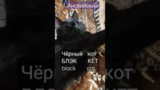 English Чёрный кот БЛЭК КЕТ black cat  + песня на английском языке