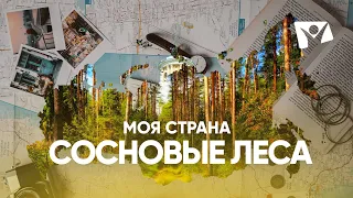 Сосновые леса |  Моя страна