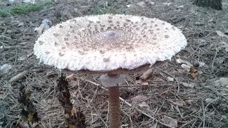 Гриб зонт. Съедобные грибы