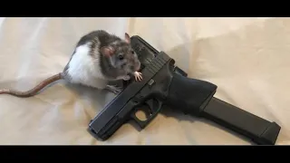 rat memes that jerry approves