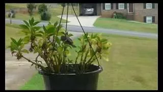 Baby birds fly from nest for the first time