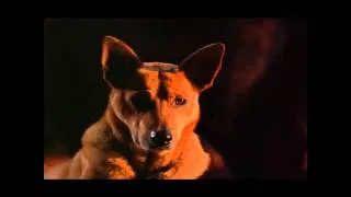 Napoleon - Real Wild Dogs