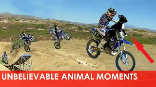 🐶 UNBELIEVABLE Animal Moments CAUGHT ON CAMERA #4