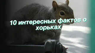 10 интересных фактов о хорьках