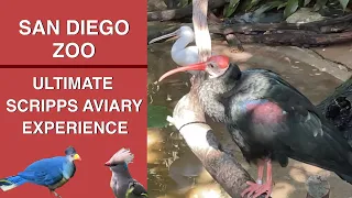 4K San Diego Zoo Ultimate Scripps Aviary Experience