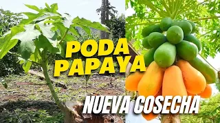 Cómo Tener Planta de PAPAYA ENANA COSECHANDO | Podar una Planta de Papaya