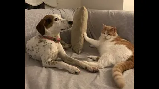 😺 Не смотри на меня! 🐶 Смешное видео с собаками, кошками и котятами! 🐱