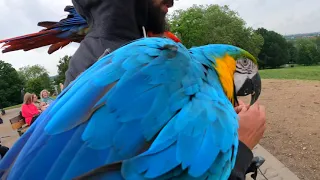 Parrots Flying over London in Primrose hill. Scarlet Macaw & Blue,Gold Macaw..