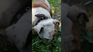 English bulldog 5 years old (Английский бульдог 5 лет)