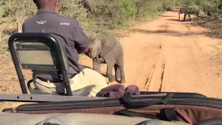 Dancing Baby Elephant