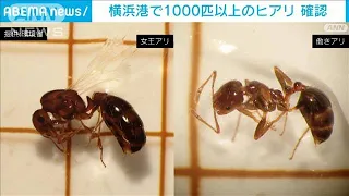 横浜港で1000匹以上の「ヒアリ」今年初の確認　女王アリ20匹以上も(2024年5月22日)