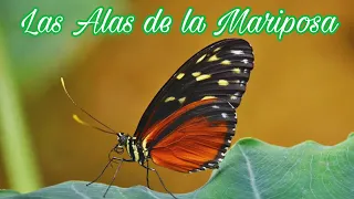 Las Alas de la Mariposa || Gilberto Daza y Marcela Gándara