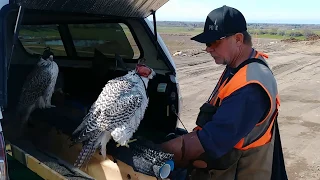 ~DAVE MYERS W/F. WHITE GYRFALCON~