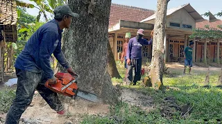 Full of risks... Cut down 2 trembesi trees in the middle of the housing.