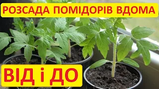 Як виростити розсаду помідорів вдома. Від насіння до посадки у відкритий грунт