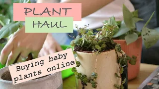 Plant Haul - Unboxing & Repotting Baby Plants