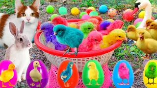 Catch Cute Chickens, Colorful Chickens, Rainbow Chickens, Rabbits, Cute Cats,Ducks,Cute Animals #133