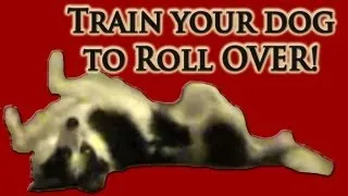 Train your dog to roll over - Clicker Dog Training