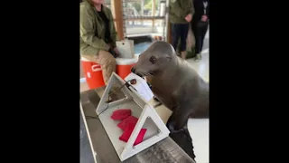 US Navy trains sea lion to become 'avid gamer'