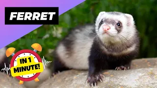 Ferret 🦨 One Alternative Animal To Have As A Pet | 1 Minute Animals