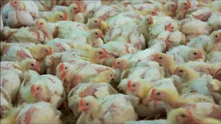 Chicken meat production.   BBC Countryfile