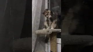 Кошка Яша дурКэт