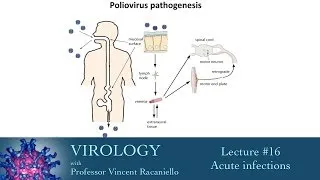 Virology 2014 lecture #16 - Acute infections