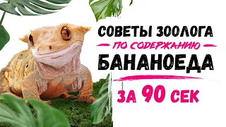 Реснитчатый бананоед за 90 секунд! Реснички, которым позавидует каждый