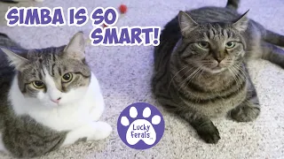 So Many Missing Cat Toys, An Empty Automatic Cat Feeder, Simba Is So Smart! * S4 E105 * Cat Videos