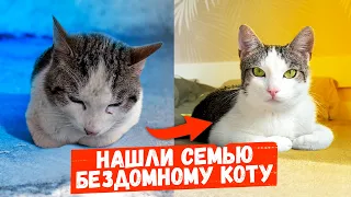 Спасение кота Немишки. Знакомство с новой семьей / SANI vlog