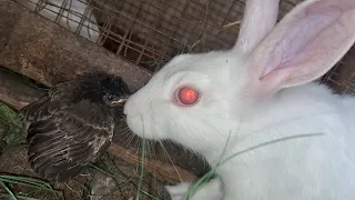 Cute bunny reaction on bird  #rabbit #baby #bunny #birds @philosgaze