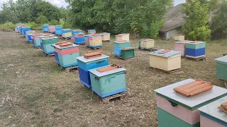 Підготовка сімей в зиму.прокачка меду з соняшника.