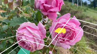 Дітер Мюле (Dieter Muller) - рожева, дуже запашна з незвичним для троянди свіжим ароматом