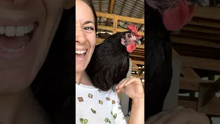 Rescue Chicken Lays Her First Egg l The Dodo