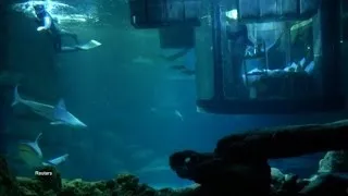 Dreaming Next to Sharks