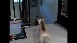 French﻿ Bulldog vs Cat