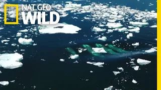 One Seal Tries to Survive an Orca Hunt | Nat Geo Wild