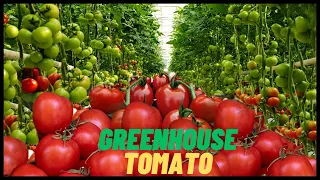 Awesome Greenhouse Tomatoes Farming | Modern Robotic Tomato Harvesting Technology