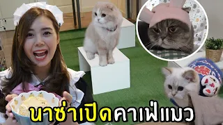 นาซ่าเปิดคาเฟ่แมว