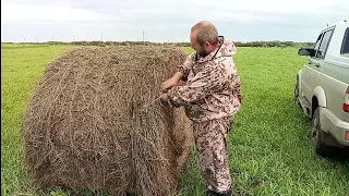 Вишня управляет молоком/Почему не покупаем дробилку/Снова пекло